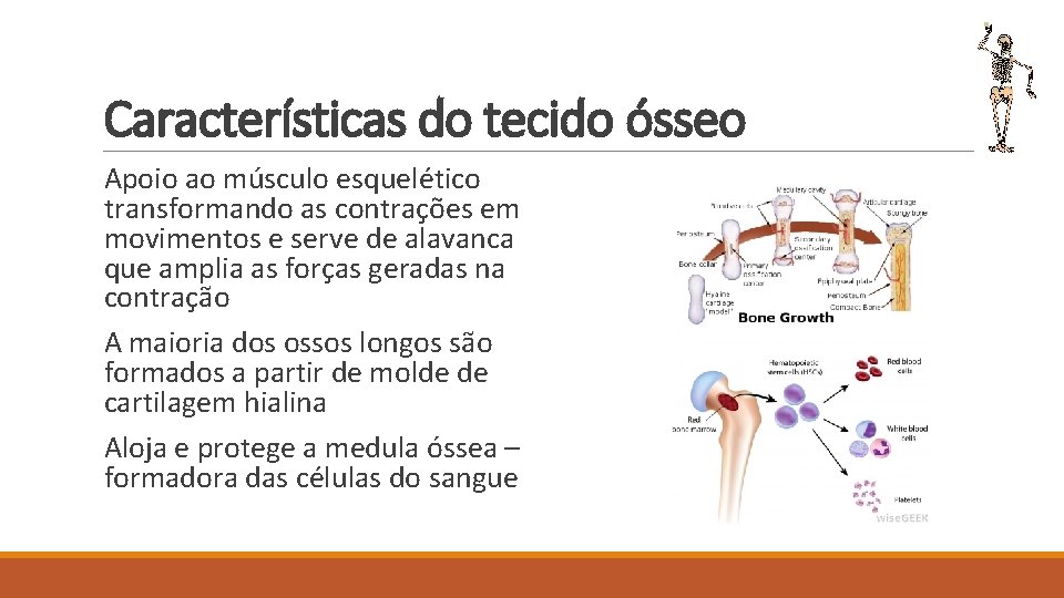 Características do tecido ósseo Apoio ao músculo esquelético transformando as contrações em movimentos e
