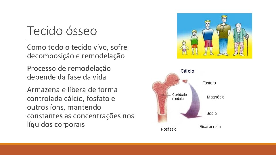 Tecido ósseo Como todo o tecido vivo, sofre decomposição e remodelação Processo de remodelação