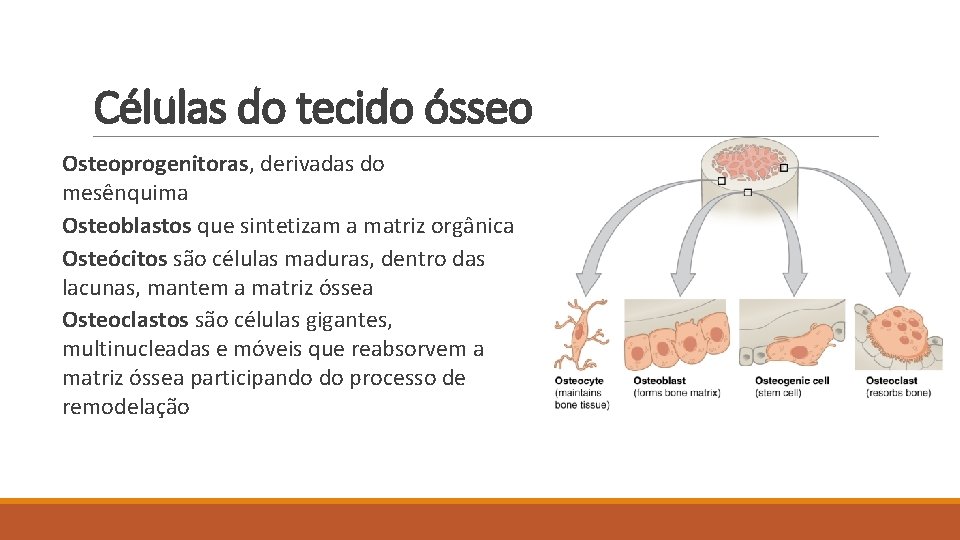 Células do tecido ósseo Osteoprogenitoras, derivadas do mesênquima Osteoblastos que sintetizam a matriz orgânica
