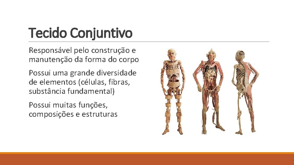 Tecido Conjuntivo Responsável pelo construção e manutenção da forma do corpo Possui uma grande