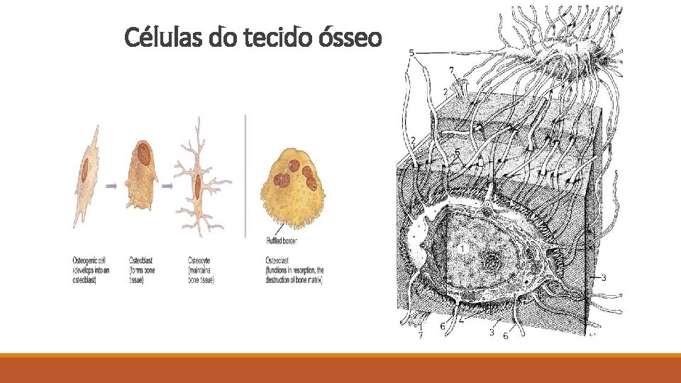 Células do tecido ósseo 