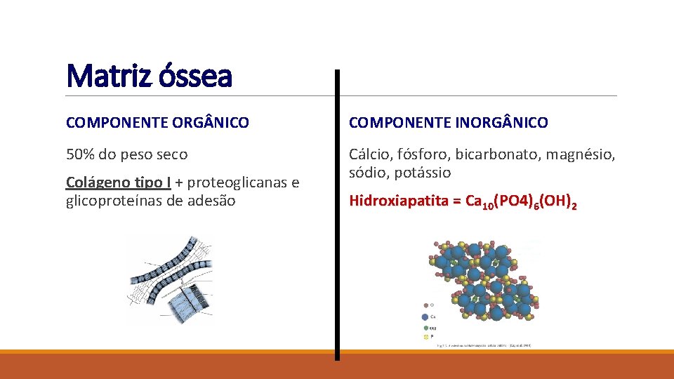 Matriz óssea COMPONENTE ORG NICO COMPONENTE INORG NICO 50% do peso seco Cálcio, fósforo,