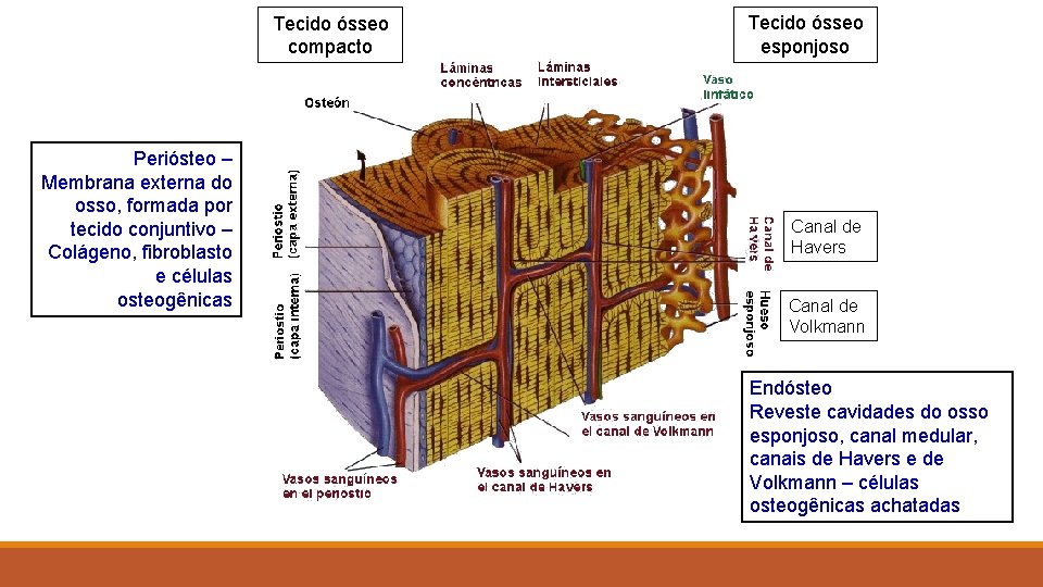 Tecido ósseo compacto Periósteo – Membrana externa do osso, formada por tecido conjuntivo –