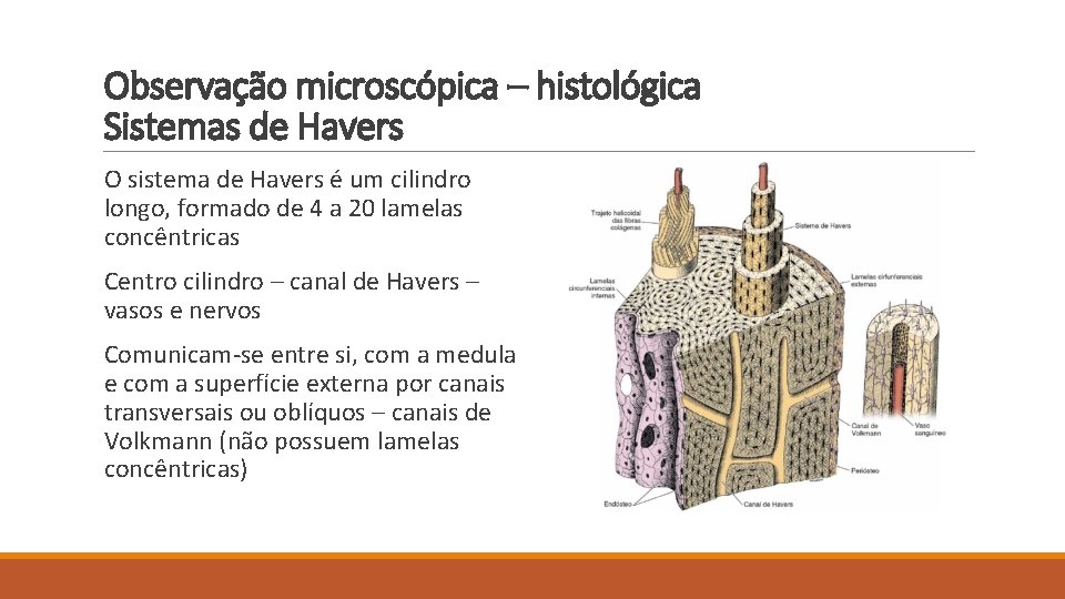 Observação microscópica – histológica Sistemas de Havers O sistema de Havers é um cilindro