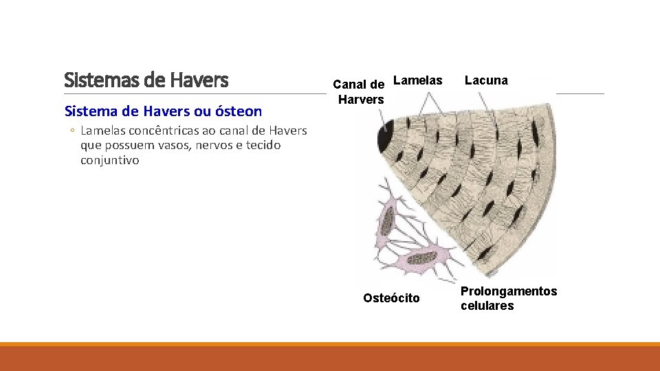Sistemas de Havers Sistema de Havers ou ósteon Canal de Lamelas Harvers Lacuna ◦