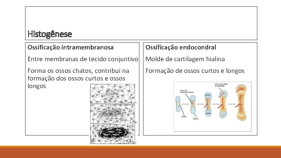 Histogênese Ossificação intramembranosa Ossificação endocondral Entre membranas de tecido conjuntivo Molde de cartilagem hialina