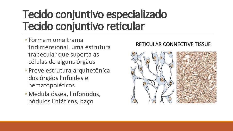 Tecido conjuntivo especializado Tecido conjuntivo reticular ◦ Formam uma trama tridimensional, uma estrutura trabecular