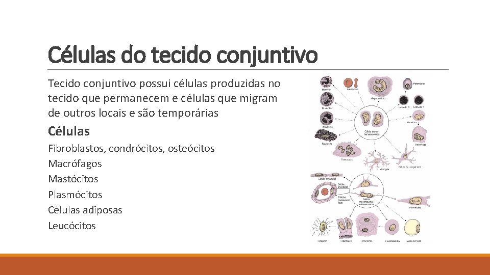 Células do tecido conjuntivo Tecido conjuntivo possui células produzidas no tecido que permanecem e