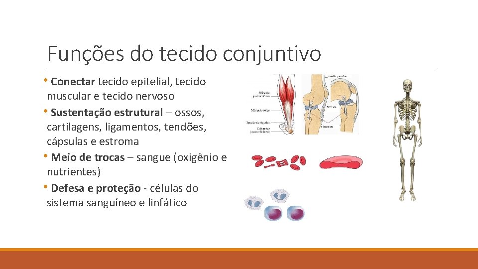 Funções do tecido conjuntivo • Conectar tecido epitelial, tecido muscular e tecido nervoso •
