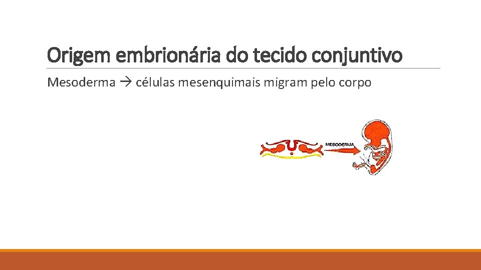 Origem embrionária do tecido conjuntivo Mesoderma células mesenquimais migram pelo corpo 