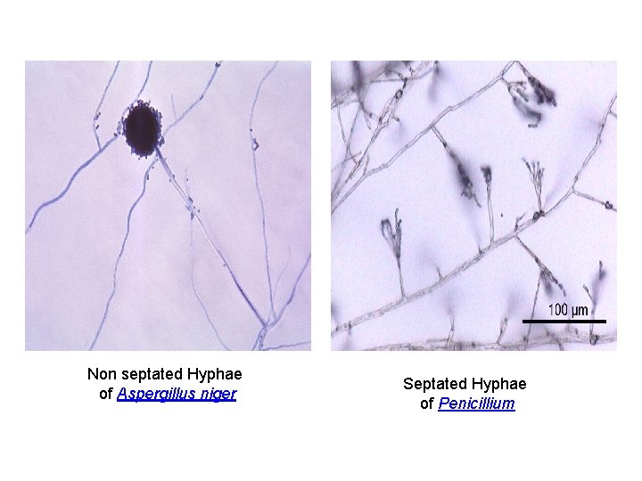 Non septated Hyphae of Aspergillus niger Septated Hyphae of Penicillium 