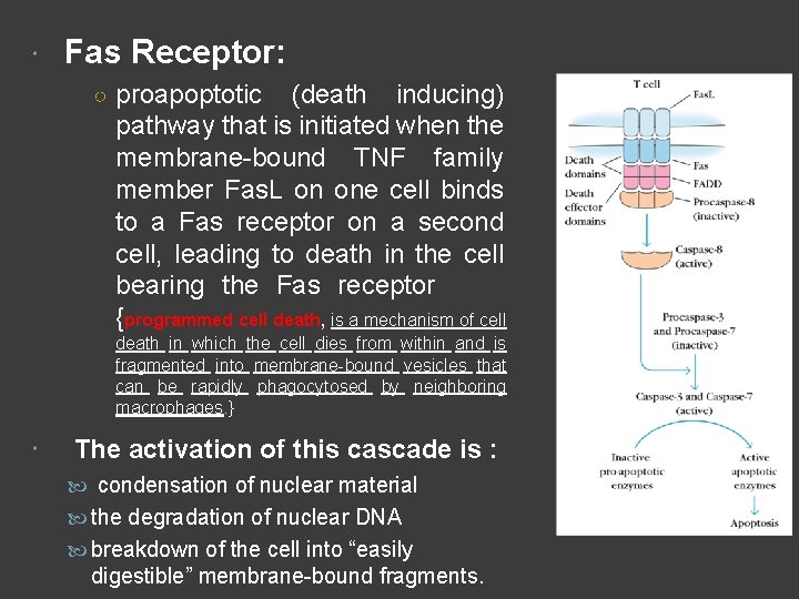  Fas Receptor: ○ proapoptotic (death inducing) pathway that is initiated when the membrane-bound