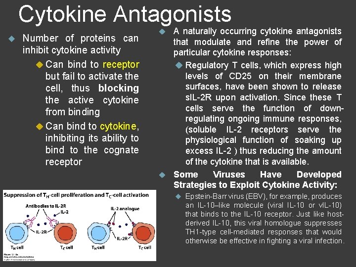 Cytokine Antagonists Number of proteins can inhibit cytokine activity Can bind to receptor but