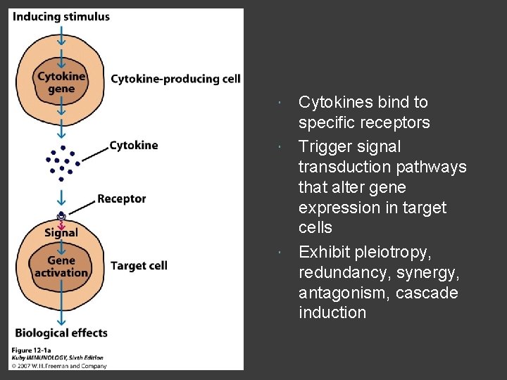  Cytokines bind to specific receptors Trigger signal transduction pathways that alter gene expression