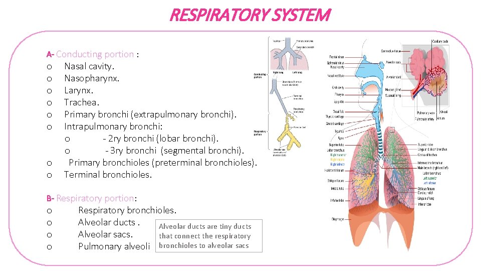 RESPIRATORY SYSTEM A- Conducting portion : o o o o Nasal cavity. Nasopharynx. Larynx.