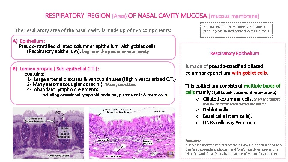 RESPIRATORY REGION (Area) OF NASAL CAVITY MUCOSA (mucous membrane) The respiratory area of the