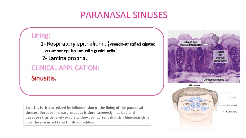 PARANASAL SINUSES Lining: 1 - Respiratory epithelium. (Pseudo-stratified ciliated columnar epithelium with goblet cells