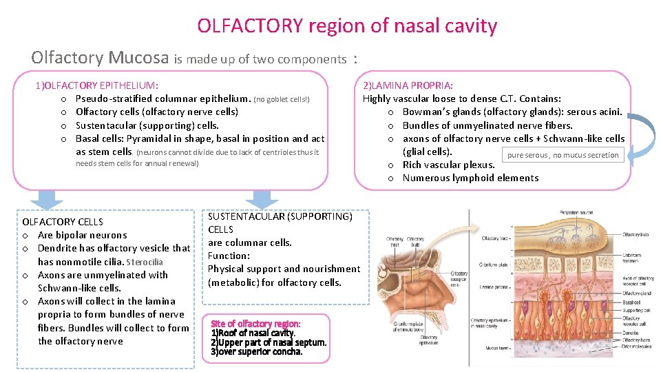 OLFACTORY region of nasal cavity Olfactory Mucosa is made up of two components :