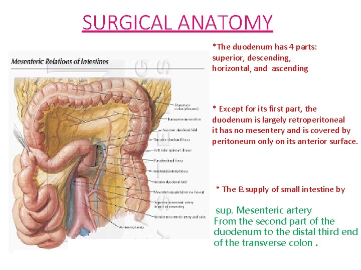 SURGICAL ANATOMY *The duodenum has 4 parts: superior, descending, horizontal, and ascending * Except