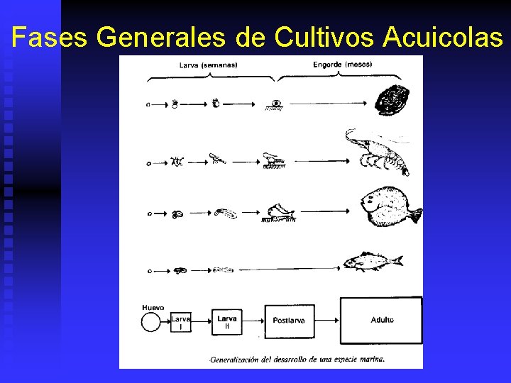 Fases Generales de Cultivos Acuicolas 