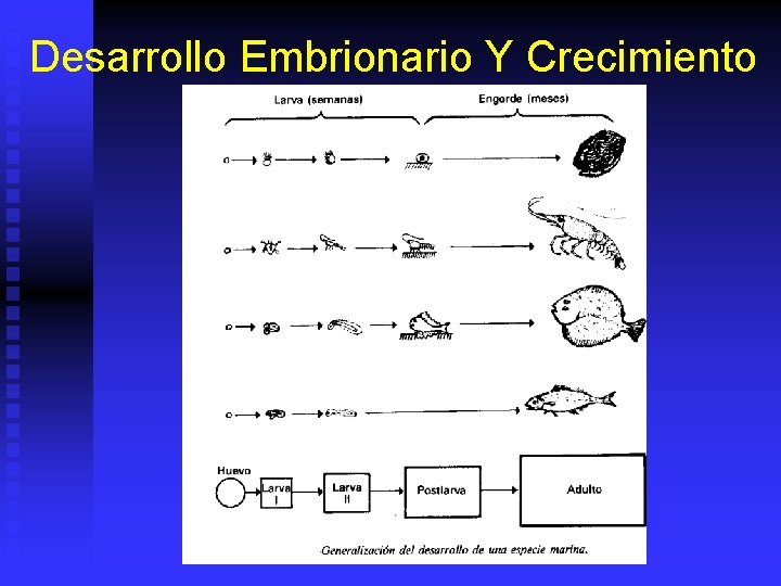 Desarrollo Embrionario Y Crecimiento 