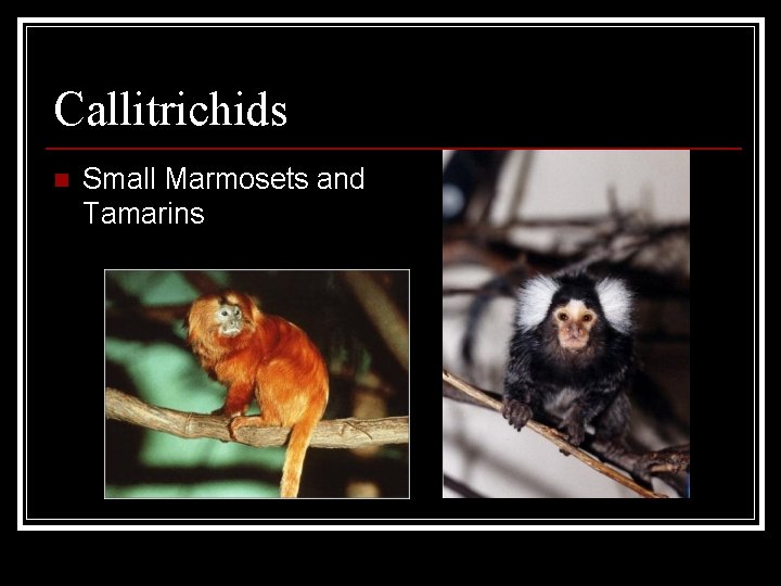 Callitrichids n Small Marmosets and Tamarins 