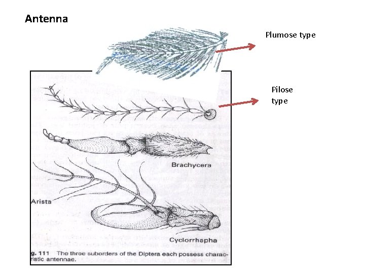 Antenna Plumose type Pilose type 
