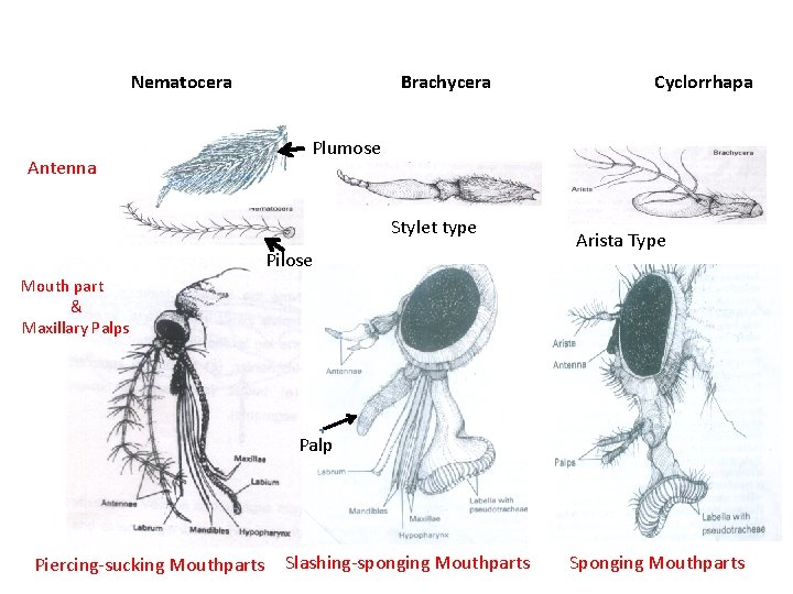 Nematocera Antenna Brachycera Cyclorrhapa Plumose Stylet type Pilose Arista Type Mouth part & Maxillary