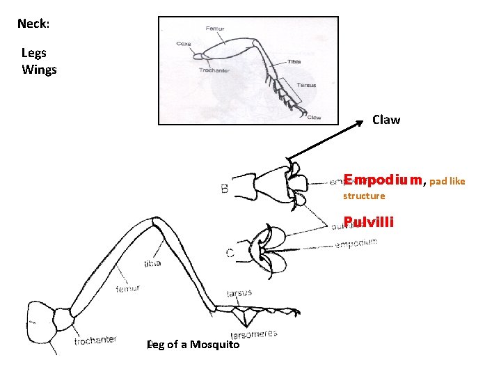 Neck: Legs Wings Claw Empodium, pad like structure Pulvilli Leg of a Mosquito 