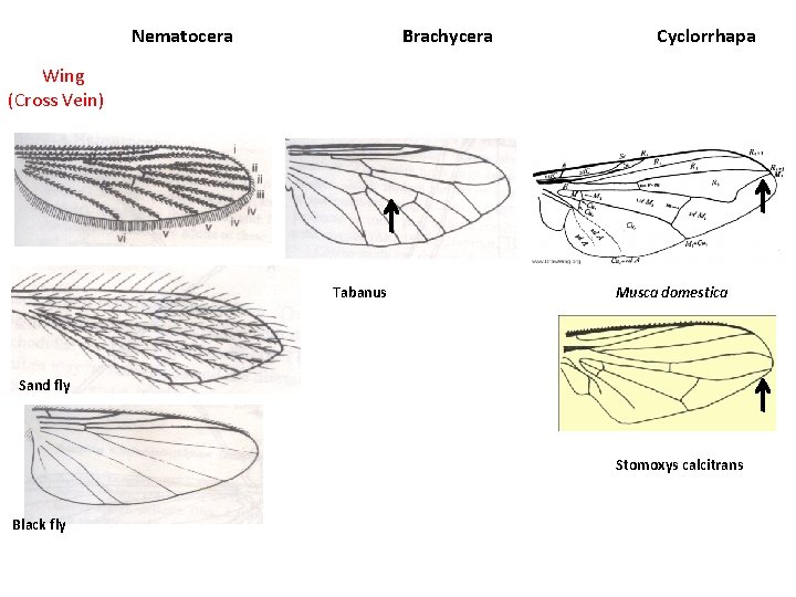 Nematocera Brachycera Cyclorrhapa Wing (Cross Vein) Tabanus Musca domestica Sand fly Stomoxys calcitrans Black