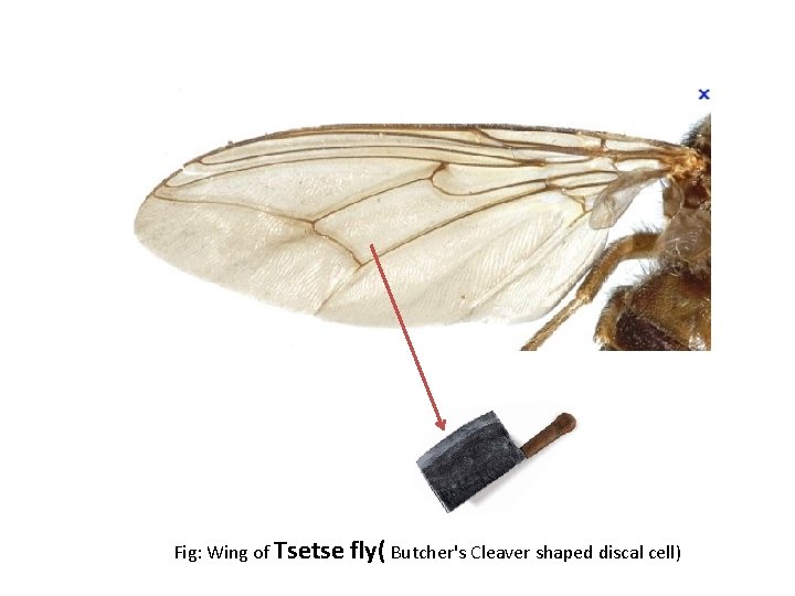 Fig: Wing of Tsetse fly( Butcher's Cleaver shaped discal cell) 