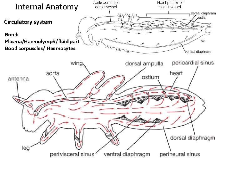 Internal Anatomy Circulatory system Bood: Plasma/Haemolymph/fluid part Bood corpuscles/ Haemocytes 