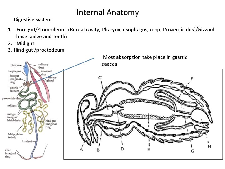 Digestive system Internal Anatomy 1. Fore gut/Stomodeum (Buccal cavity, Pharynx, esophagus, crop, Proventiculus)/Gizzard have