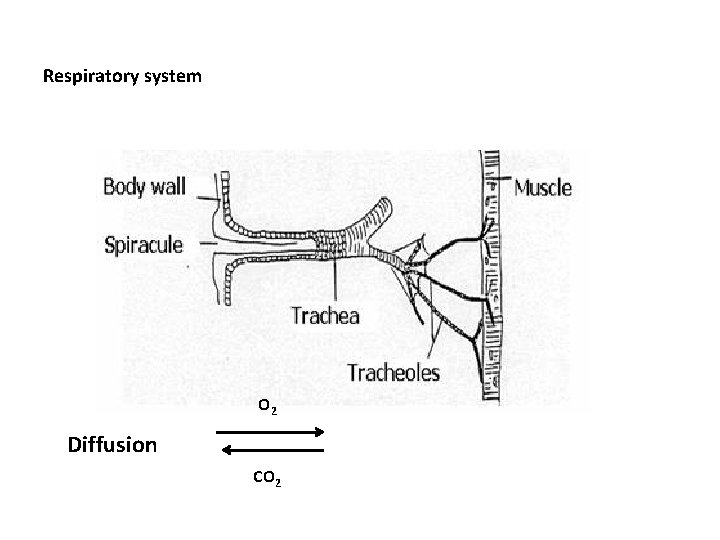 Respiratory system O 2 Diffusion CO 2 