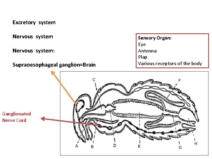 Excretory system Nervous system: Supraoesophageal ganglion=Brain Ganglionated Nerve Cord Sensory Organ: Eye Antenna Plap