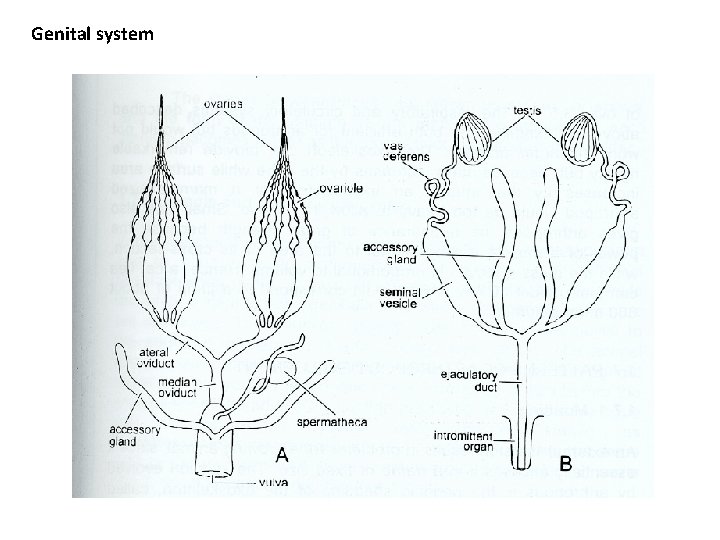 Genital system 