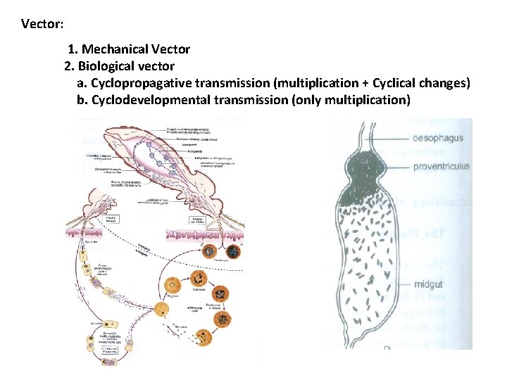 Vector: 1. Mechanical Vector 2. Biological vector a. Cyclopropagative transmission (multiplication + Cyclical changes)
