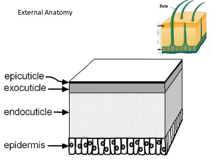External Anatomy 