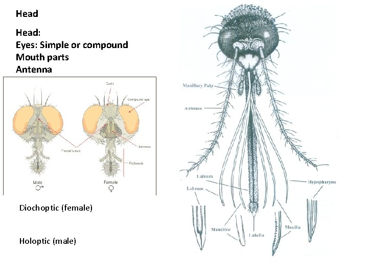 Head: Eyes: Simple or compound Mouth parts Antenna Diochoptic (female) Holoptic (male) 
