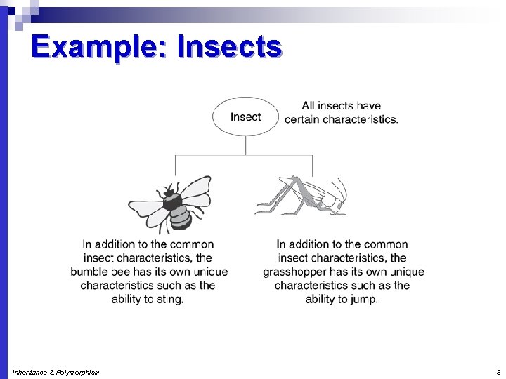 Example: Insects Inheritance & Polymorphism 3 