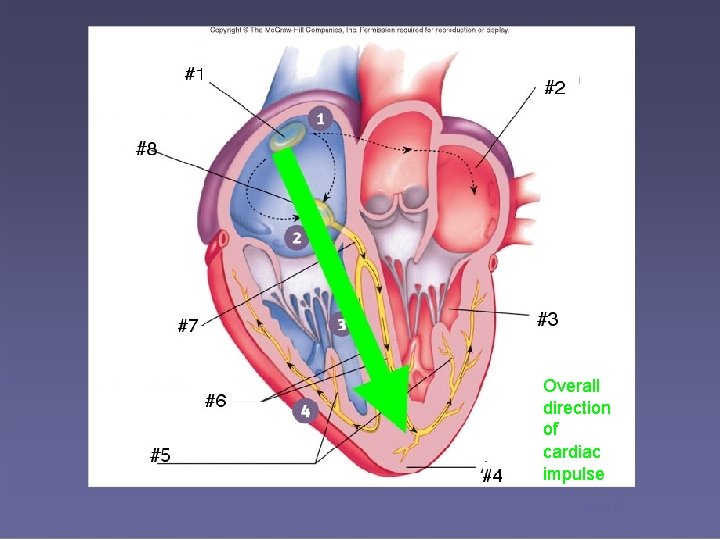 Overall direction of cardiac impulse medics. cc 