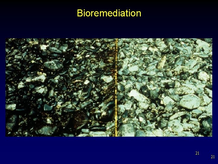 Bioremediation 21 21 