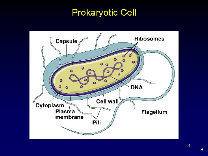 Prokaryotic Cell 4 4 