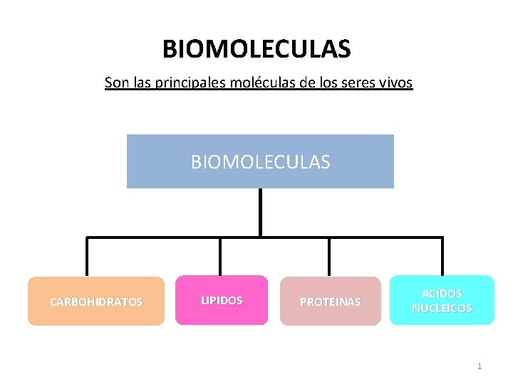 BIOMOLECULAS Son las principales moléculas de los seres vivos BIOMOLECULAS CARBOHIDRATOS LIPIDOS PROTEINAS ACIDOS