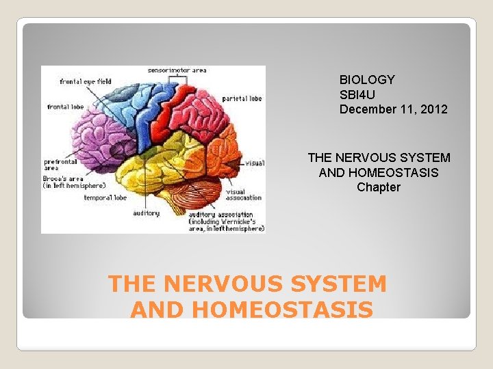BIOLOGY SBI 4 U December 11, 2012 THE NERVOUS SYSTEM AND HOMEOSTASIS Chapter THE