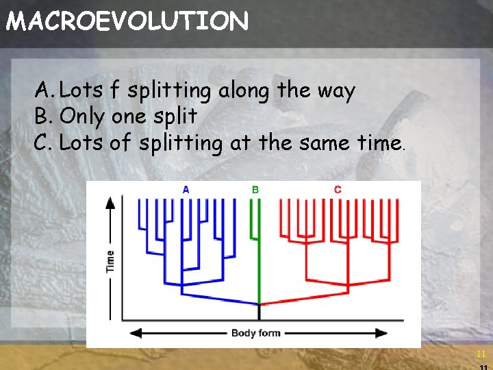 MACROEVOLUTION A. Lots f splitting along the way B. Only one split C. Lots