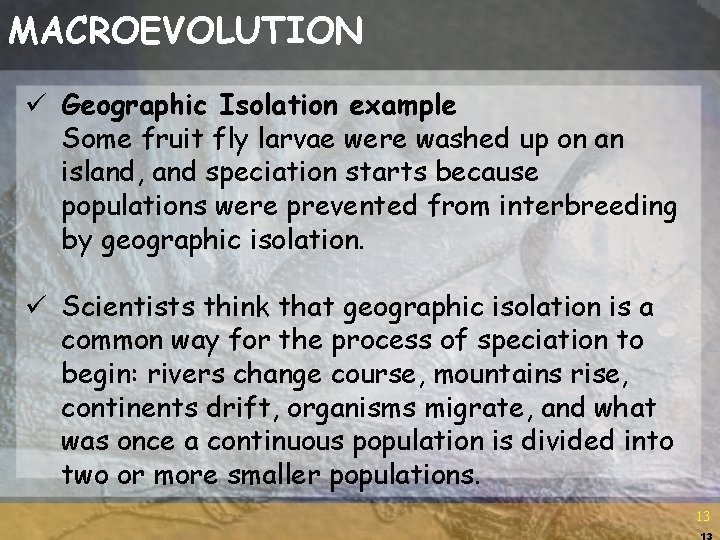 MACROEVOLUTION ü Geographic Isolation example Some fruit fly larvae were washed up on an