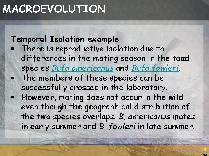 MACROEVOLUTION Temporal Isolation example § There is reproductive isolation due to differences in the