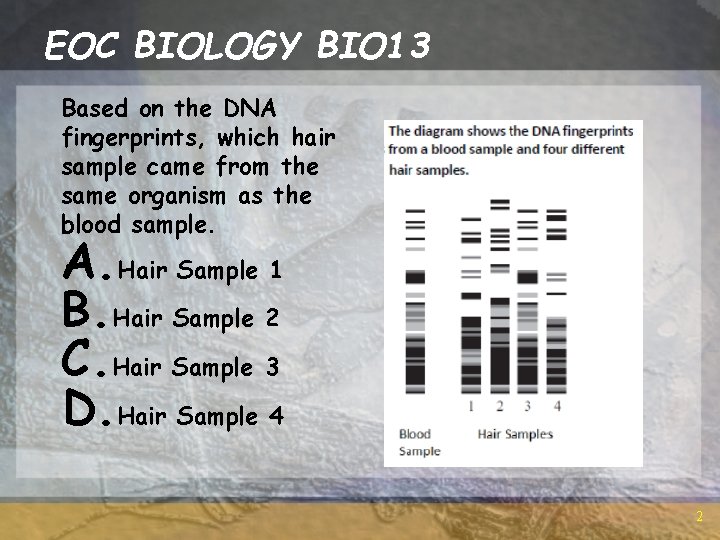 EOC BIOLOGY BIO 13 Based on the DNA fingerprints, which hair sample came from