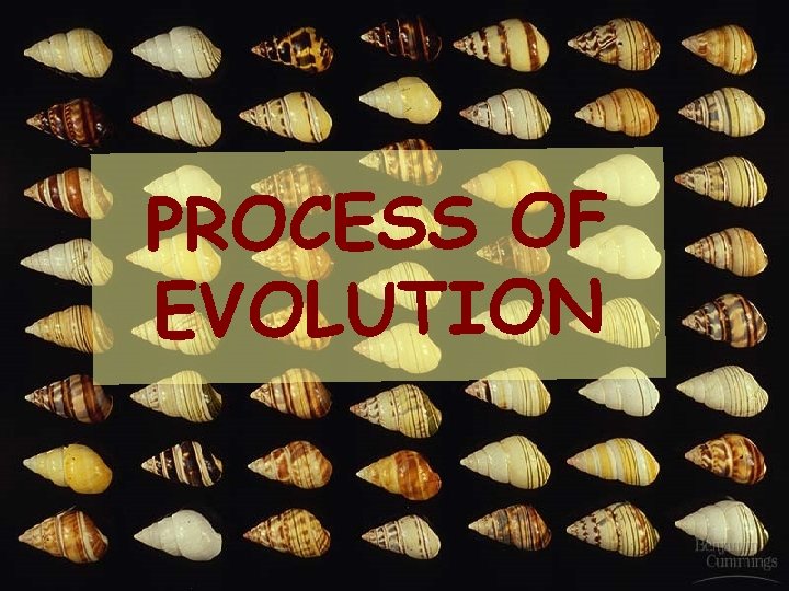 PROCESS OF EVOLUTION 4 4 